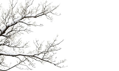 A tree branch with snow on it