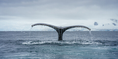 Humpback Whale in Antarctica  © Hortigüela