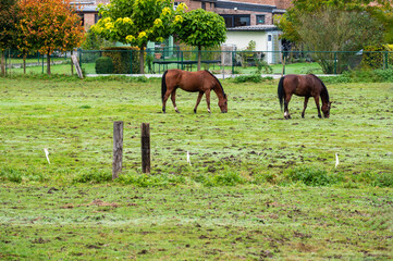 Two brown horses grazing in the fields of Vertrijk, Boutersem, Belgium