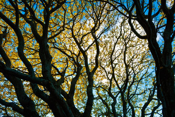 Tree in the autumn in park in Reykjavik, Iceland
