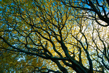 Tree in the autumn in park in Reykjavik, Iceland