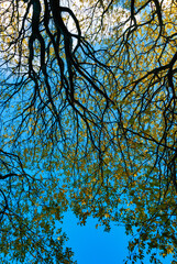Tree in the autumn in park in Reykjavik, Iceland
