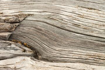 Old tree trunk with twigs, in Iceland