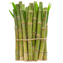 Obraz premium Fresh Bamboo Shoots for Culinary Use in Various Dishes