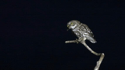 The little owl (Athene noctua) is a bird that inhabits much of the temperate and warmer parts of Europe.