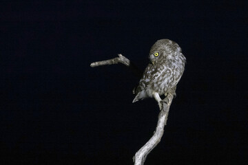 The little owl (Athene noctua) is a bird that inhabits much of the temperate and warmer parts of...