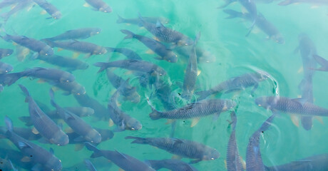 There are many Japanese carp fish swimming in the water. Fish farm. The pond is teeming with a school of large fish.
