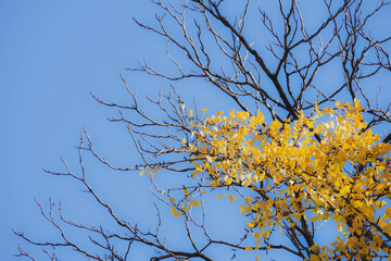 Ginkgo leave. Yellow ginkgo leave in autumn with blue sky
