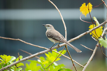 A Northern mockingbird bird perched on a tree branch