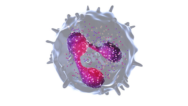 Neutrophil 3D illustration with Detailed Cellular Structure on transparent background