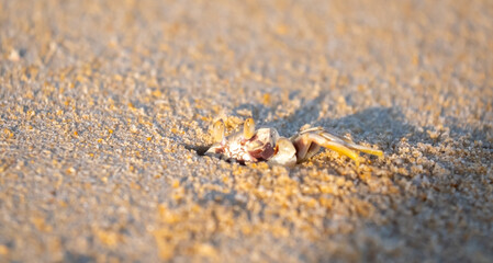 A crab on the beach is running on the white sand. Exotic animals in the resorts of tropical islands. The concept of a beach holiday in the tropics.