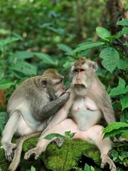 Monkey forest