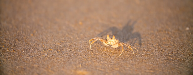 A crab on the beach is running on the white sand. Exotic animals in the resorts of tropical islands. The concept of a beach holiday in the tropics.