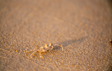 A crab on the beach is running on the white sand. Exotic animals in the resorts of tropical islands. The concept of a beach holiday in the tropics.