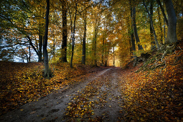 Fototapeta premium Herbst im Wald