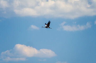 The common cranes (Grus grus), also known as the Eurasian crane,  sing in the sky on an early spring day, gloomy environment, horizontal