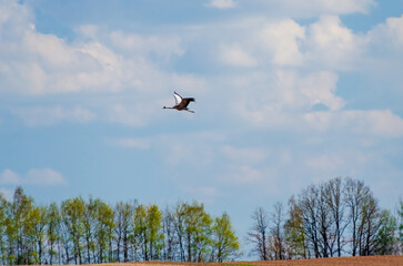 The common cranes (Grus grus), also known as the Eurasian crane,  sing in the sky on an early spring day, gloomy environment, horizontal
