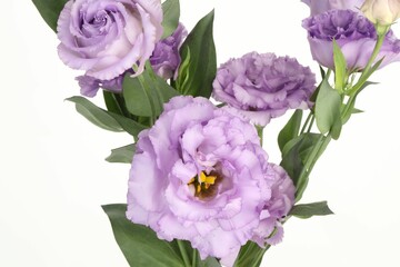 Beautiful violet eustoma flowers with green leaves on white background