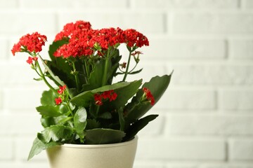 Beautiful red kalanchoe flower on light background, closeup. Space for text