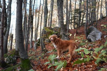 A Nova Scotia Duck Tolling Retriever stands on the forest floor, surrounded by colorful autumn...