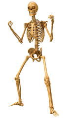 3D Rendering Human Skeleton on White