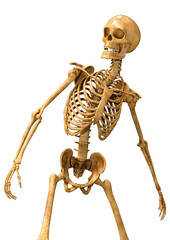 3D Rendering Human Skeleton on White