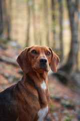 A close-up of a Nova Scotia Duck Tolling Retriever standing in a forest during autumn. The colorful leaves and soft lighting create a peaceful portrait of the dog.