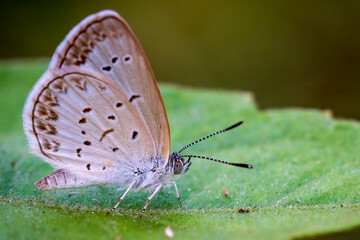 nypthima baldus butterfly looks very close up