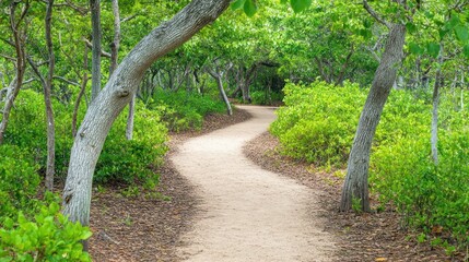 Fototapeta premium Winding Path Through Lush Green Forest with Sunlight