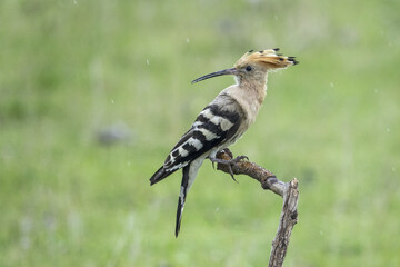 The Eurasian hoopoe (Upupa epops) hunts insects and feeds the chicks. © Milan