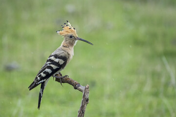 The Eurasian hoopoe (Upupa epops) hunts insects and feeds the chicks.