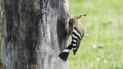 The Eurasian hoopoe (Upupa epops) hunts insects and feeds the chicks. © Milan