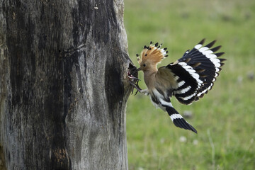 The Eurasian hoopoe (Upupa epops) hunts insects and feeds the chicks.