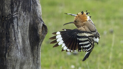 The Eurasian hoopoe (Upupa epops) hunts insects and feeds the chicks. © Milan