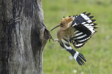 The Eurasian hoopoe (Upupa epops) hunts insects and feeds the chicks.