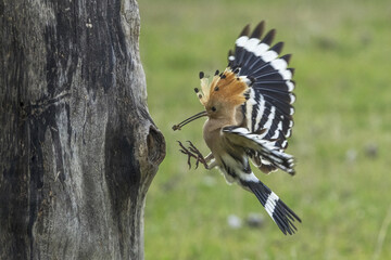 The Eurasian hoopoe (Upupa epops) hunts insects and feeds the chicks.