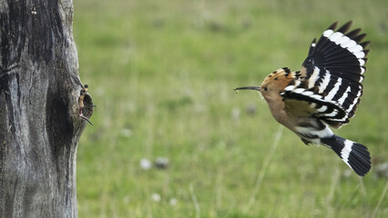 The Eurasian hoopoe (Upupa epops) hunts insects and feeds the chicks. © Milan