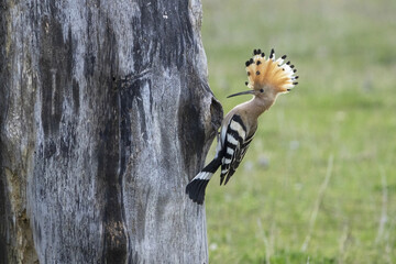 The Eurasian hoopoe (Upupa epops) hunts insects and feeds the chicks. © Milan