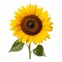 Obraz premium Bright sunflower with vibrant yellow petals on a white isolated background.
