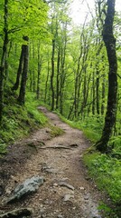 Fototapeta premium A serene woodland path winding through lush green trees in springtime tranquility