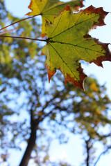 autumn leaves in the sky, autumn leaves, wedge autumn leaf on a natural background