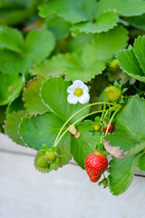 Inside view of a strawberry farming greenhouse.