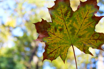 autumn leaves, maple autumn leaf on a natural background