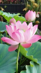 Fototapeta premium Delicate pink lotus blooms in full glory amidst lush green foliage on a serene day