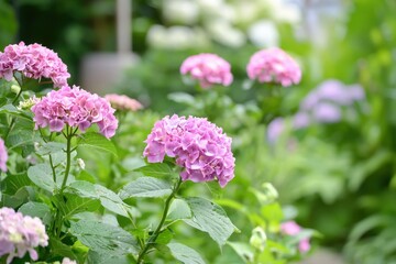 Fototapeta premium Lush garden blooms with vibrant pink hydrangeas swaying gently in the soft spring breeze