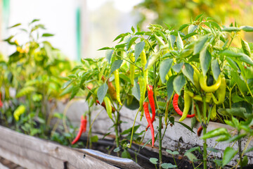 Fresh red chili pepper growing in greenhouse.