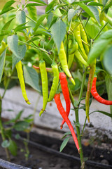 Fresh red chili pepper growing in greenhouse.