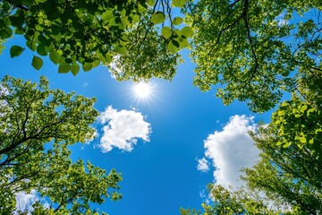 A vibrant glimpse of the sun shining through lush green trees on a bright summer day