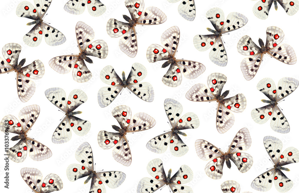 Poster bright apollo butterflies on white background. abstract pattern of colorful tropical butterflies. ma