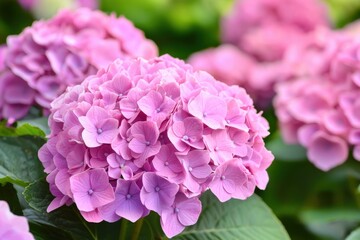 Vibrant pink hydrangea blossoms bloom abundantly in a lush garden during summer's warmth